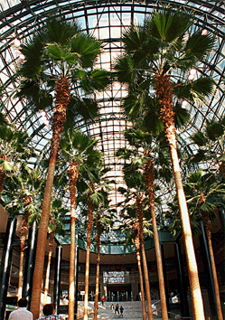 bamboos