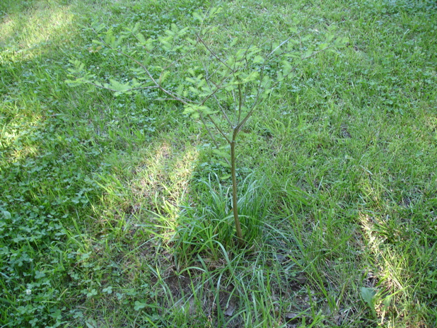 DSC01238