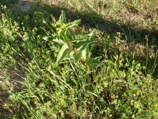 DSC01239